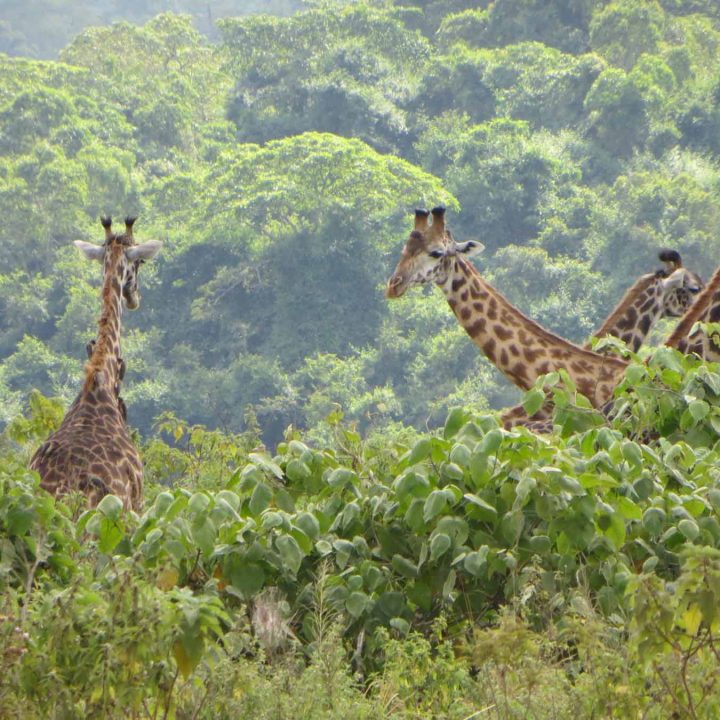 5 Days Magnificent Safari