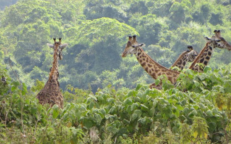 5 Days Magnificent Safari
