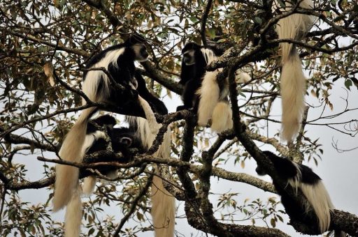 6 Days Luxury In Wilderness