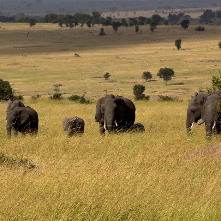 8 Days Safari – Serengeti Shall Never Die