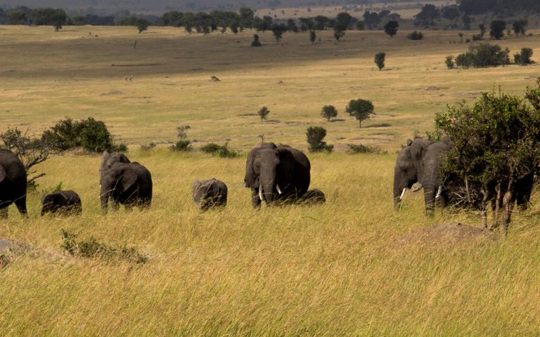 8 Days Safari – Serengeti Shall Never Die