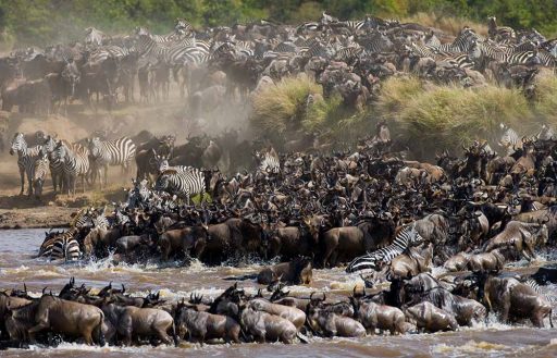 10 Days The Biggest Migrations Safari Tanzania
