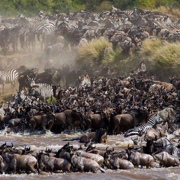 10 Days The Biggest Migrations Safari Tanzania