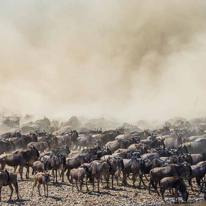 9 Days Amazing Migration Safari