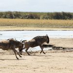 2 Days Beautiful Tanzania Safari