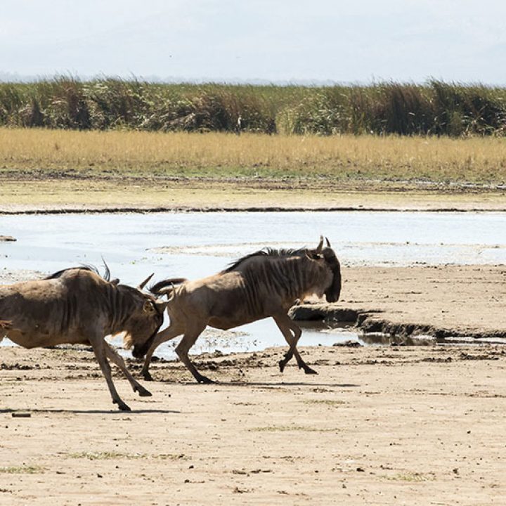 2 Days Beautiful Tanzania Safari