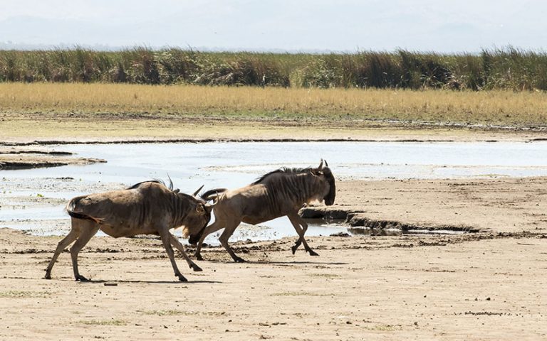 2 Days Beautiful Tanzania Safari