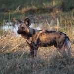 7 Days Zanzibar & Southern Tanzania Safari