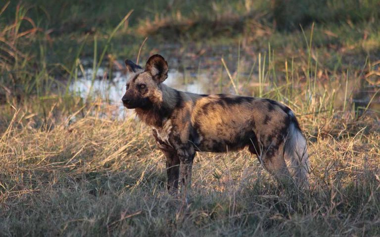 7 Days Zanzibar & Southern Tanzania Safari
